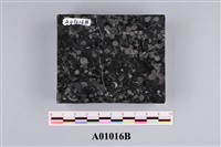 藏品(大型有孔蟲)的圖片